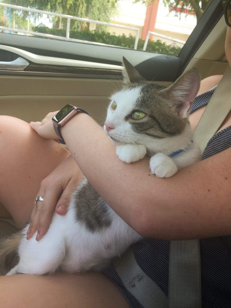 Dory on the ride home to her furever home!