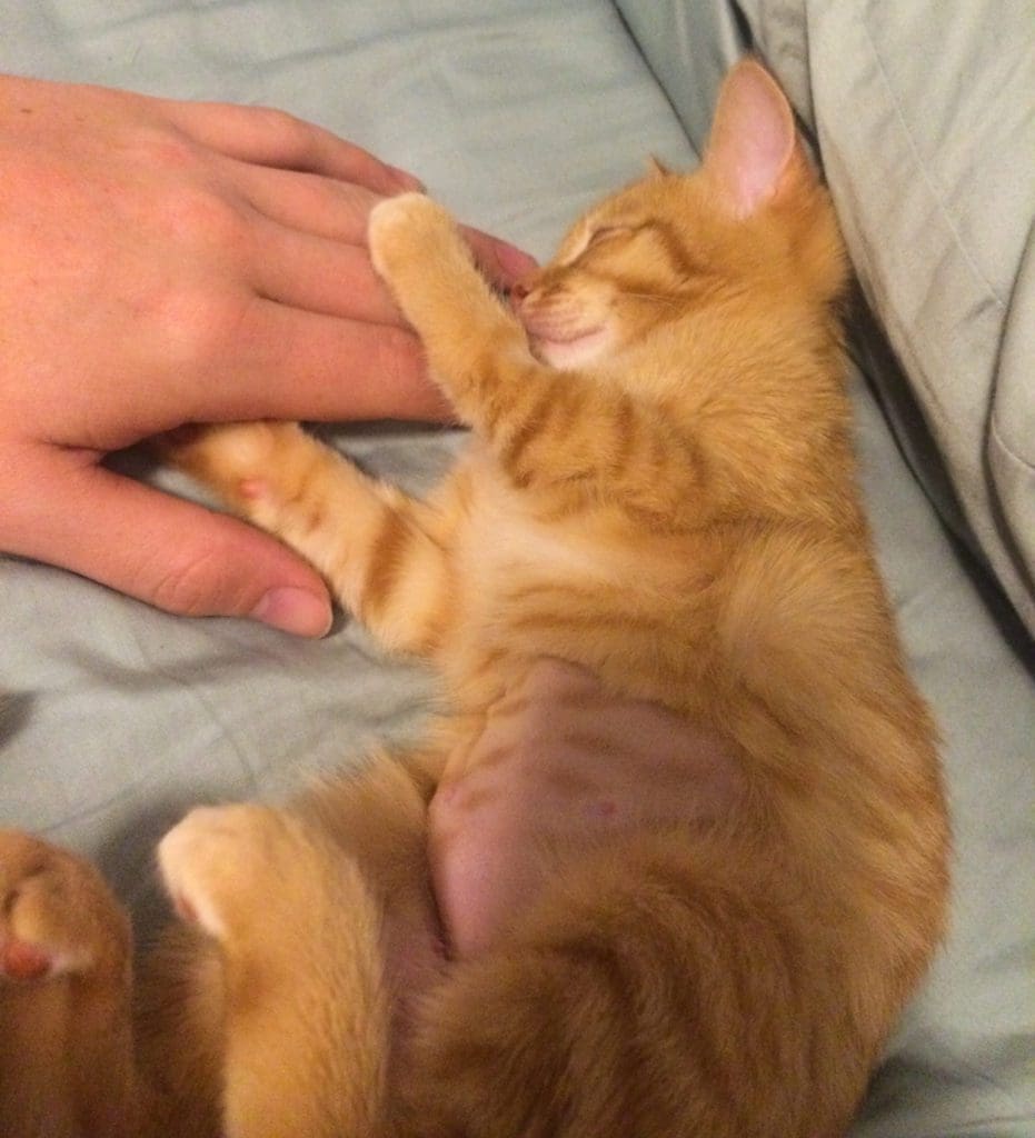 Orange tabby Lilly, age 3 months, freshly spayed