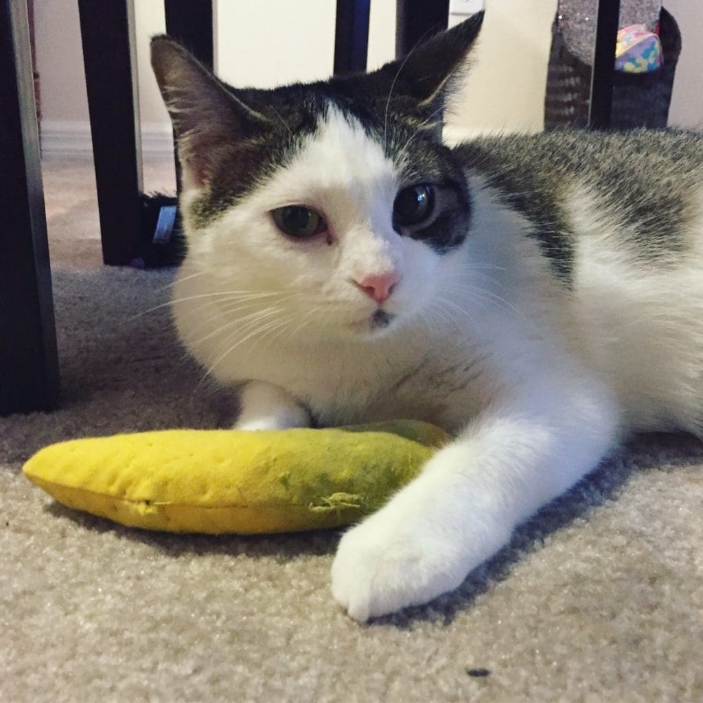 Dory with a Yeowww! Catnip Banana Cat Toy