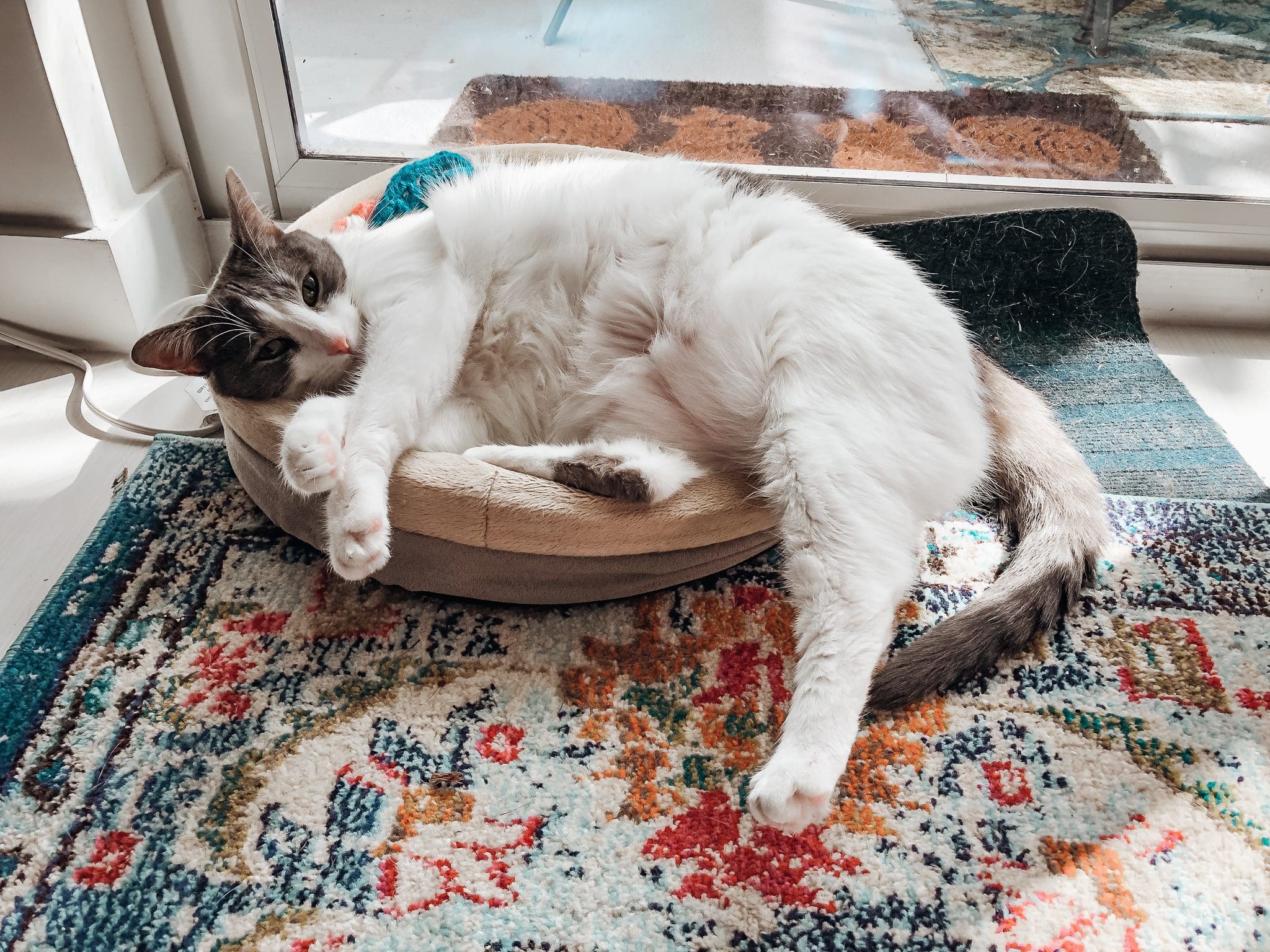 Emory on one of the best cat beds ever -- the heated bed from K&H Pet - cat beds that cats actually use