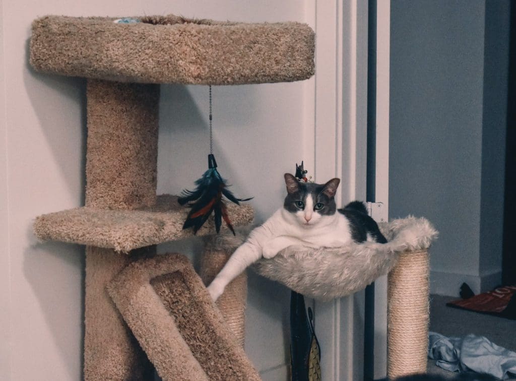 Emory with Cat Tree an sling