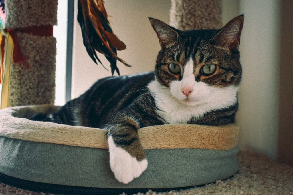 cat beds that cats actually use