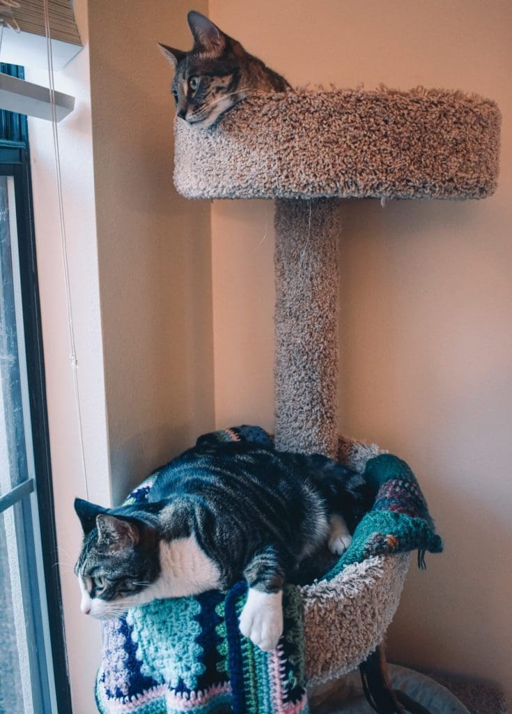 Louis and Olivia on a cat tree