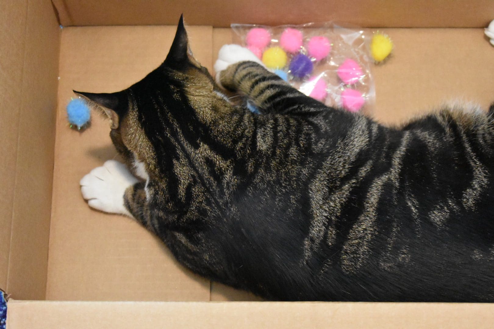 Louis with a pink sparkly pom pom ball in a big Chewy box - The Best Cheap Cat Toys