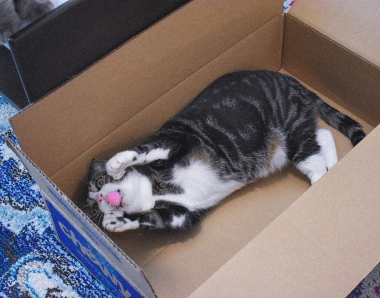 The Best Cheap Cat Toys Affordable Pet Supplies Cat Mom Life