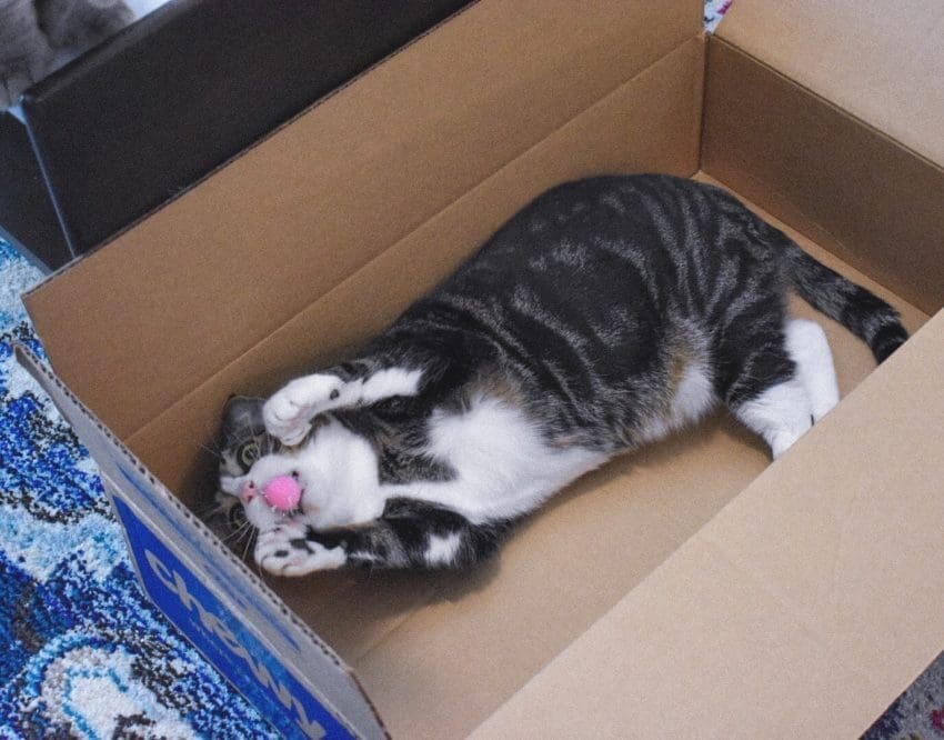 The Best Cheap Cat Toys Affordable Pet Supplies Cat Mom Life