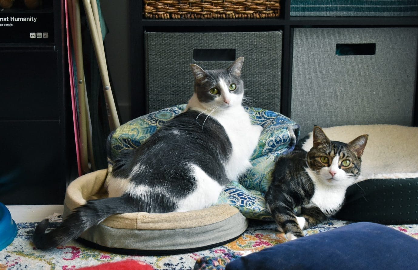 Louis and Emory, tabby cats, with the Cat Ball, their favorite heated bed, and the memory foam bed