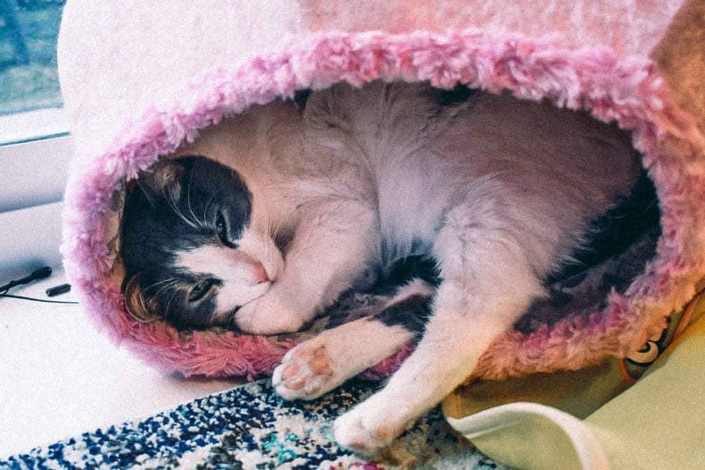 cat beds that cats actually use