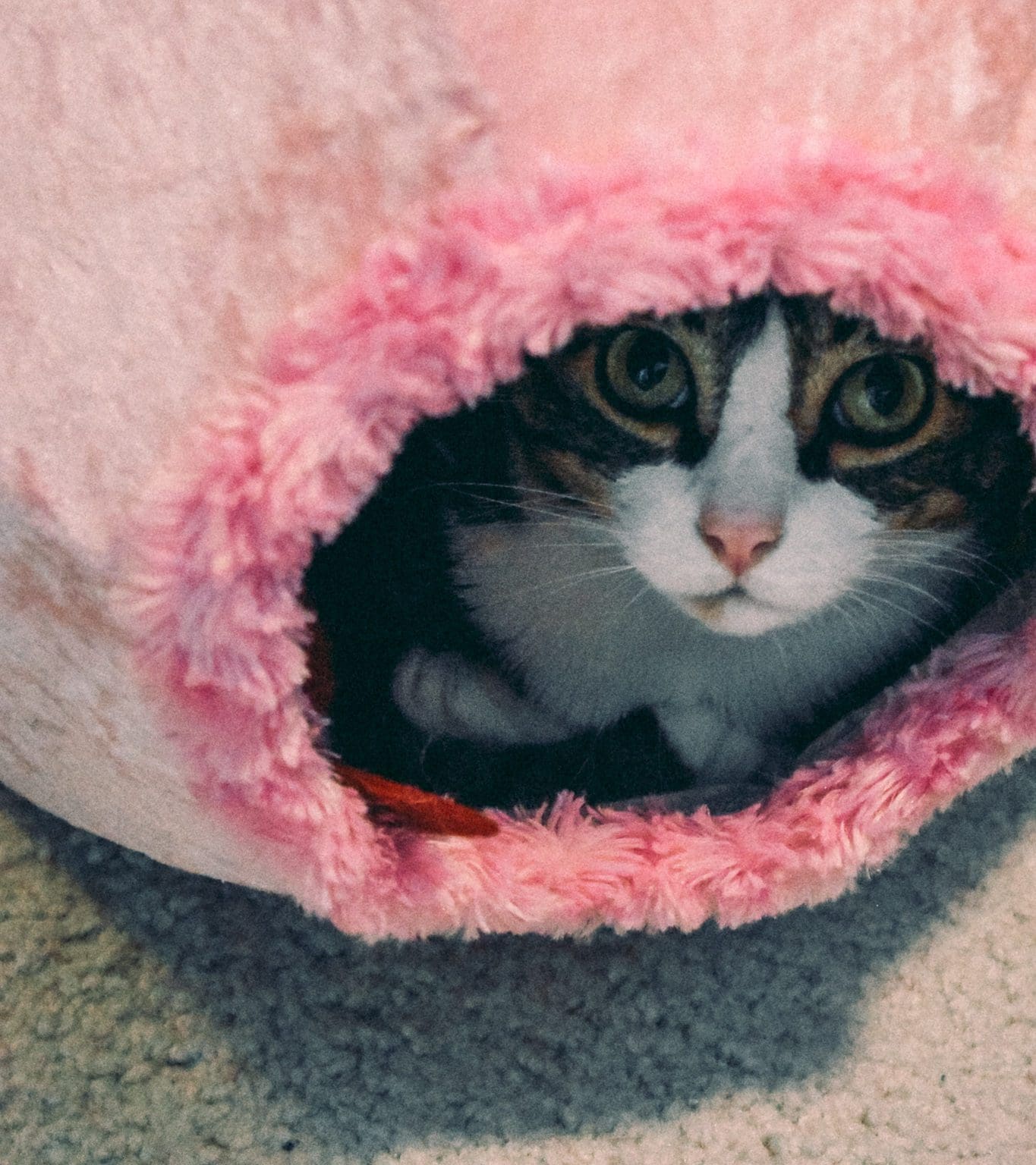 Louis in a pink fluffy pet bed from The Cat Ball - cat beds that cats actually use