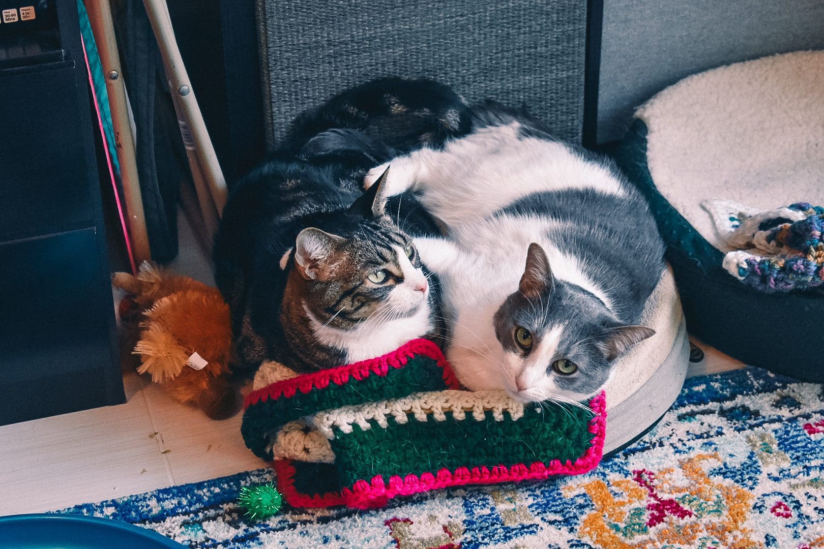 Louis and Emory on their favorite heated bed - Tips for Introducing a New Kitten