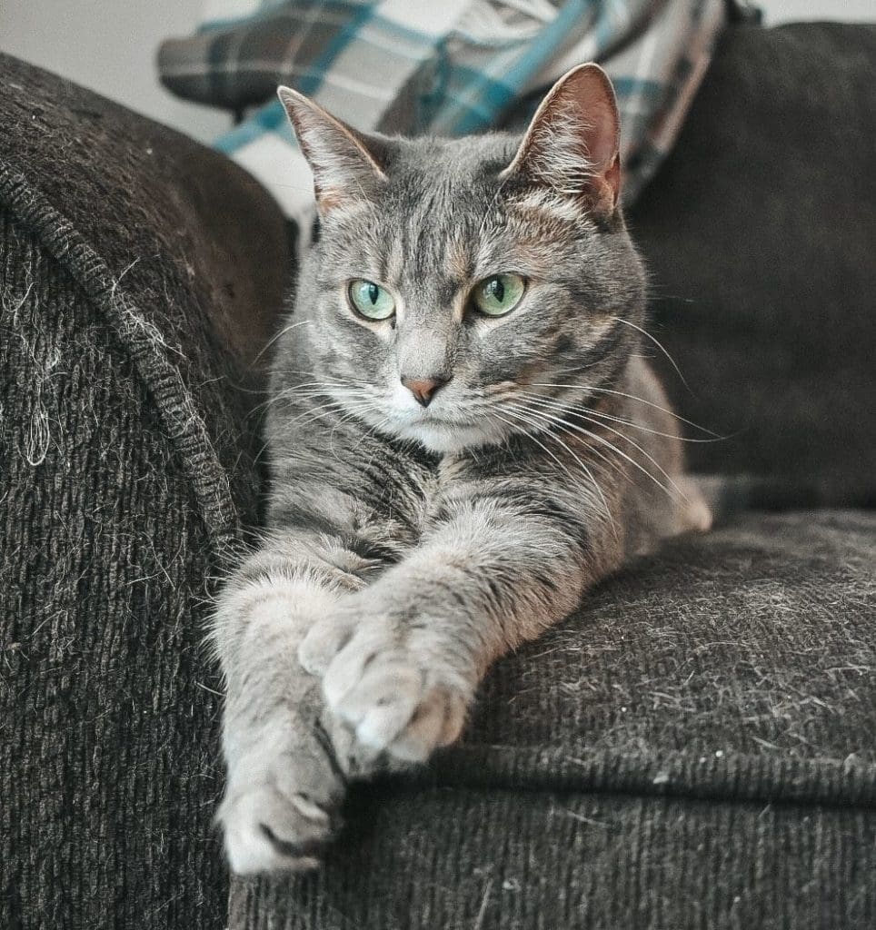 Gray Tabby Olivia on the couch with a Stewart Tartan Blanket