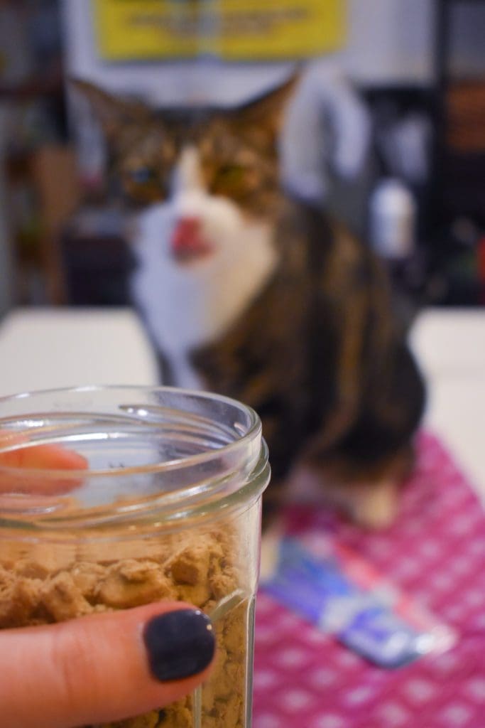 Cat Mom Life - the Best cat Treats by Christine Csencsitz, featuring Louis of @kinglouisthexvii