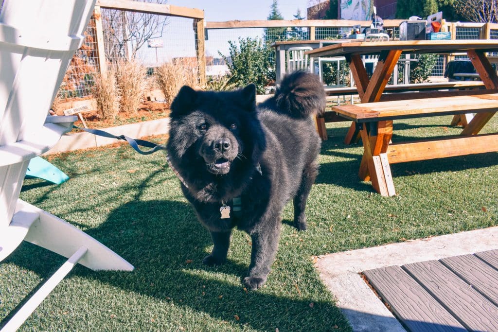 Hazel, the rescue Chow Chow, at Sweet Water Brewery, Atlanta, Georgia5