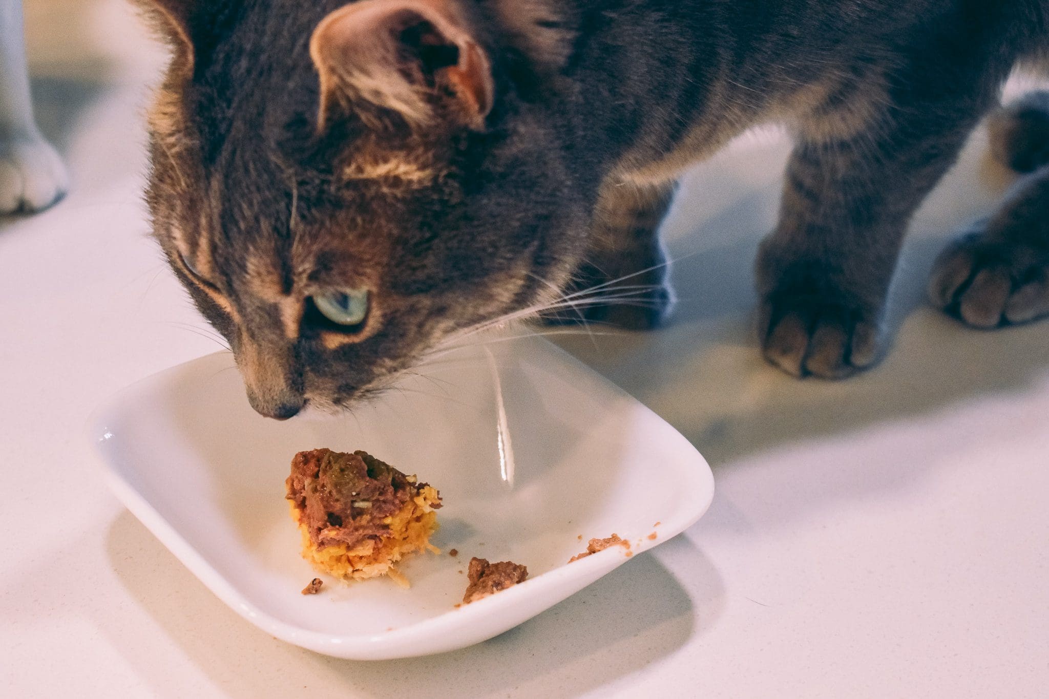 Solid Nutrition with Solid Gold Cat Food Cats & Coffee