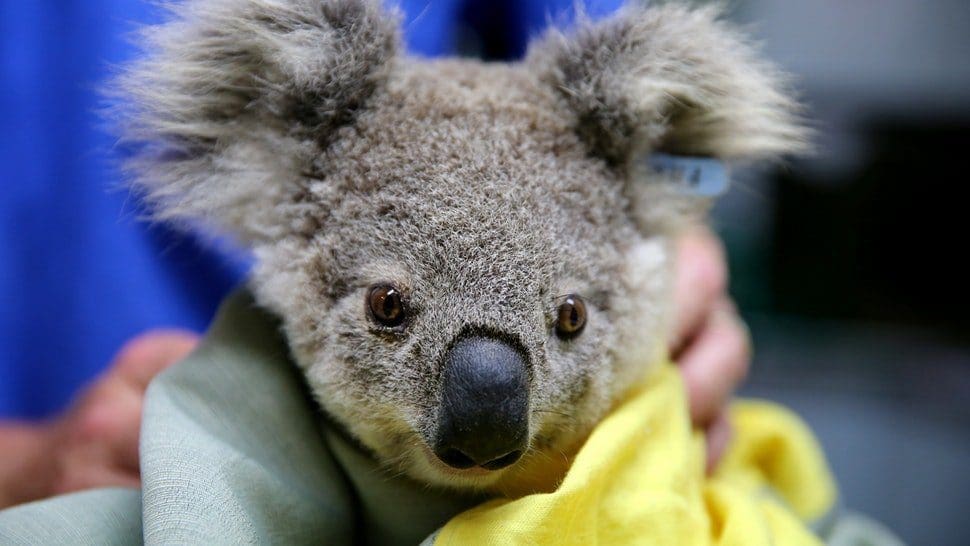 Australian Bush Fires: Ways to Help From Afar, photo from How To Help Save Australia's Koalas After Thousands Died In The Fires by Caroline Burke, Jan 6 2020