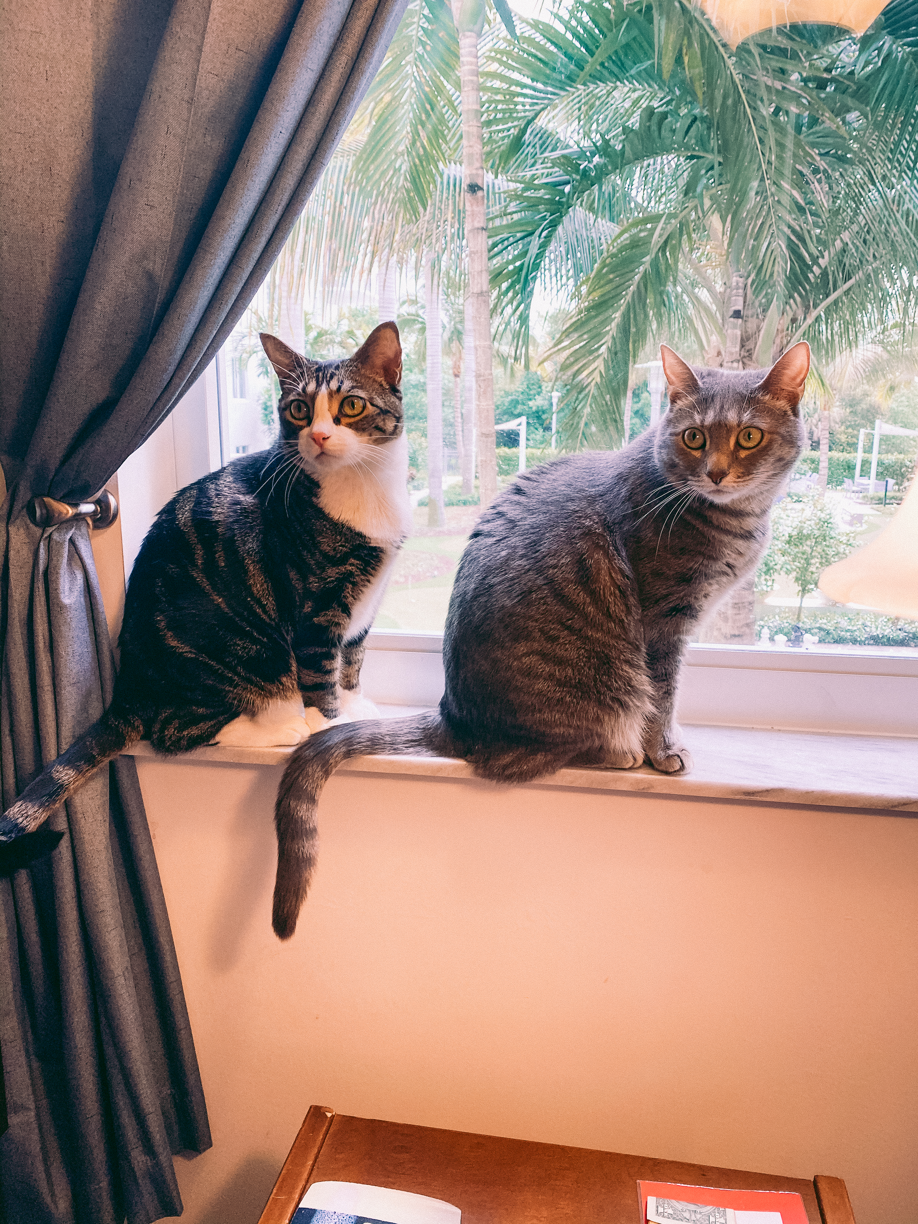 Louis and Olivia on the windowsill