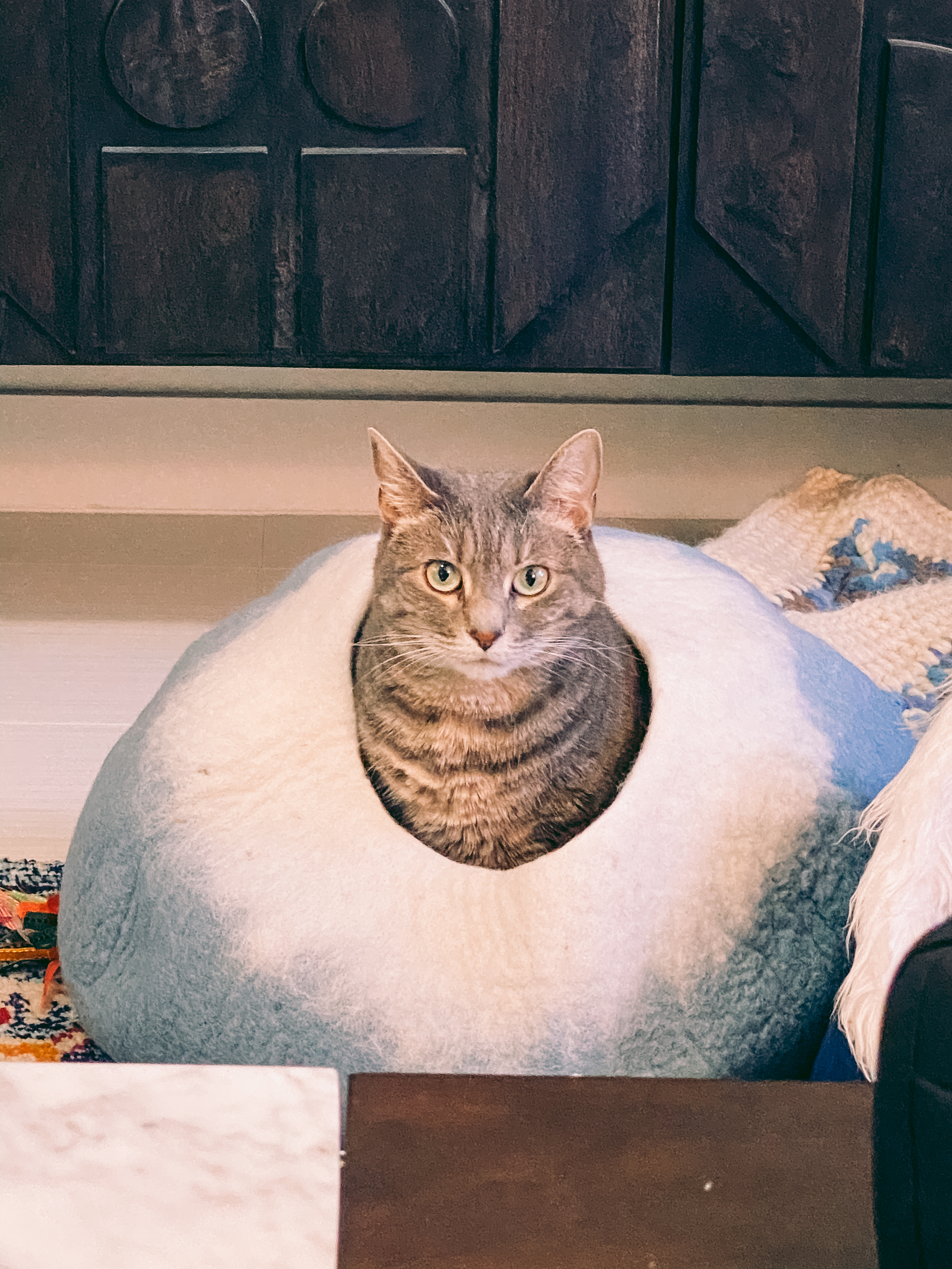 Olivia in the Cat Cave Bed