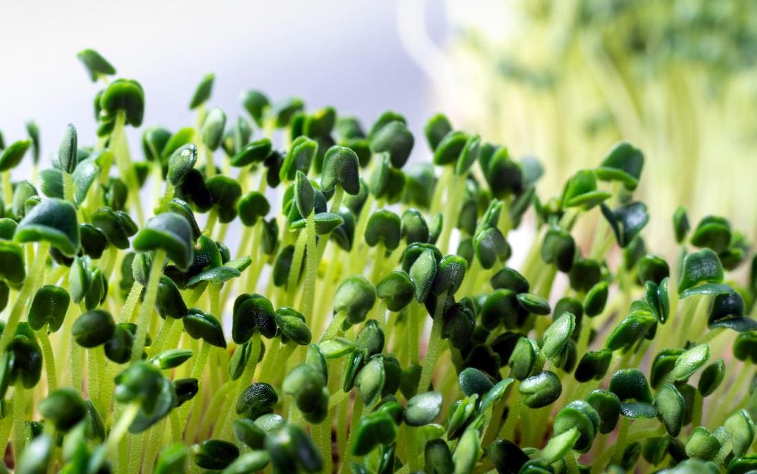 Plant-Based Diet: Microgreens FAQ