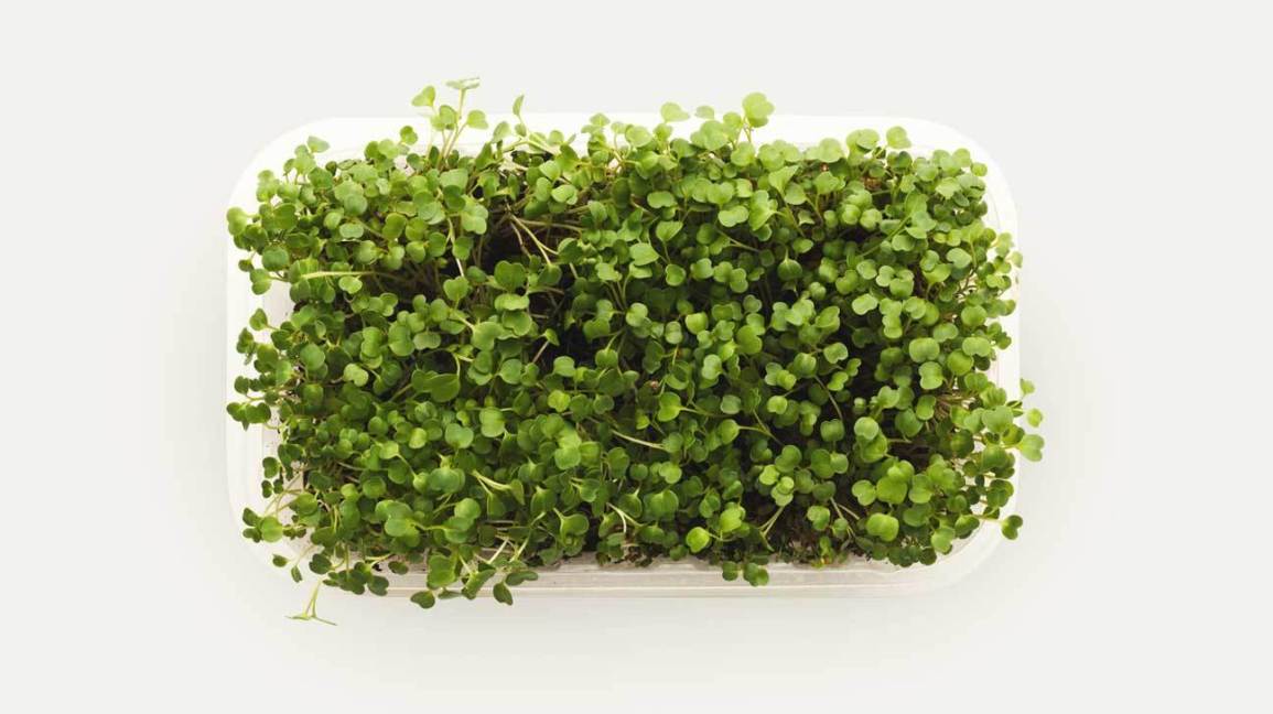 Plant-Based Diet: Microgreens FAQ