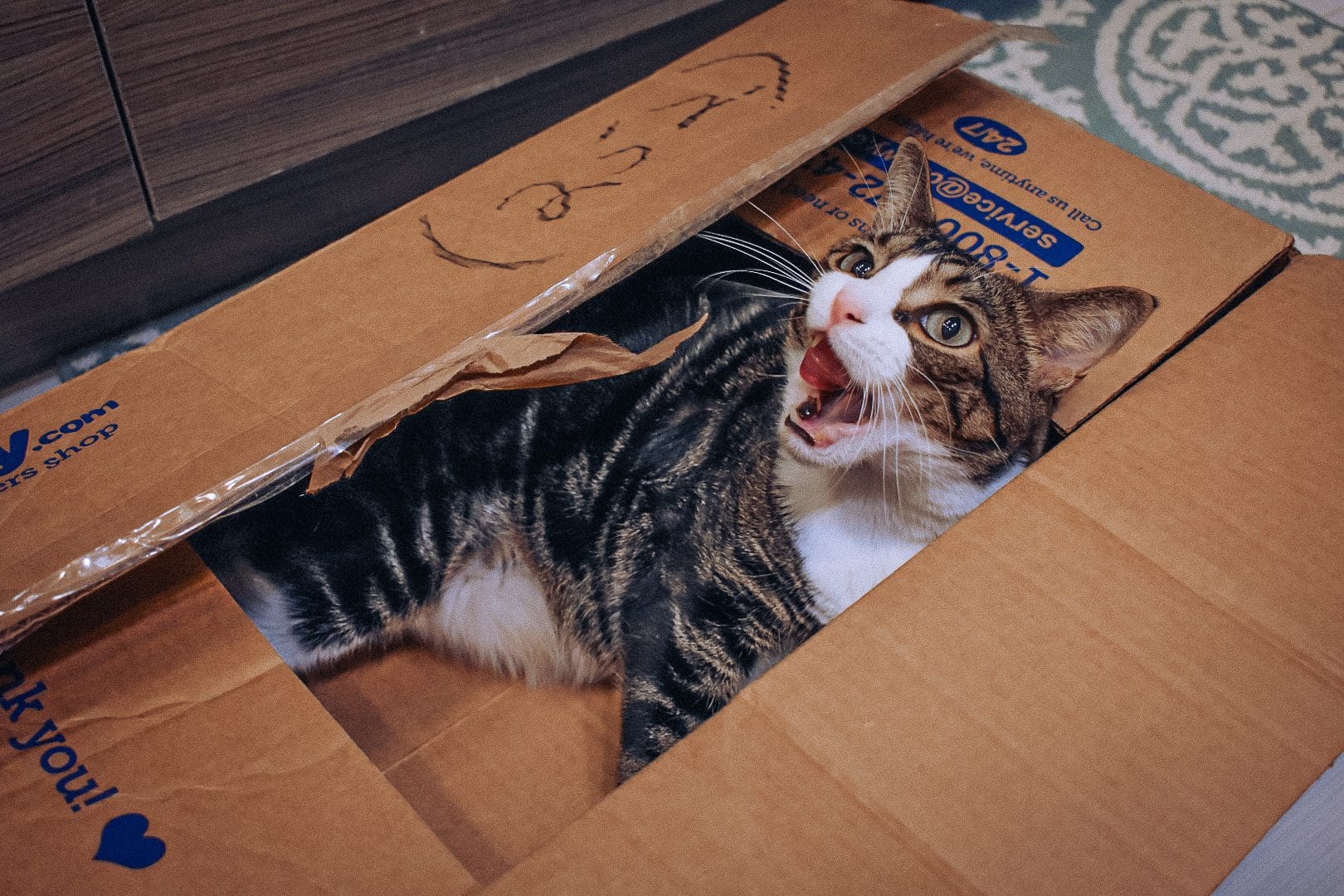 How to Use the Chewy Autoship Program Cats & Coffee