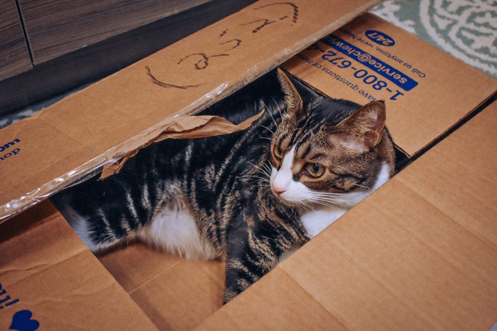 How to Use the Chewy Autoship Program - Cats & Coffee
