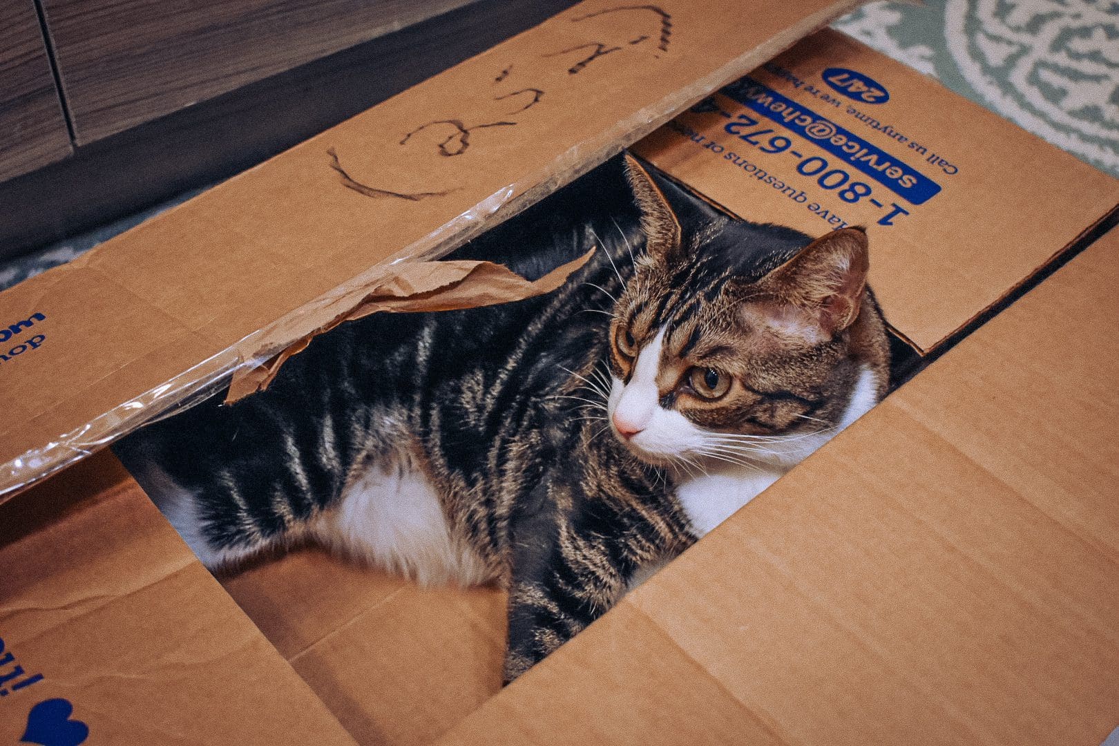 How to Use the Chewy Autoship Program Cats & Coffee