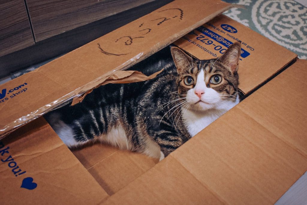 My cat in a Chewy box
