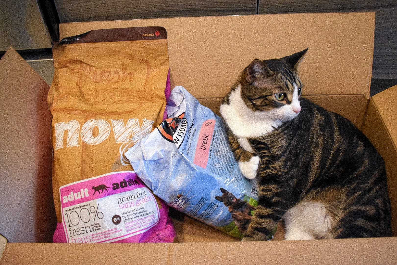 How to Use the Chewy Autoship Program Cats & Coffee