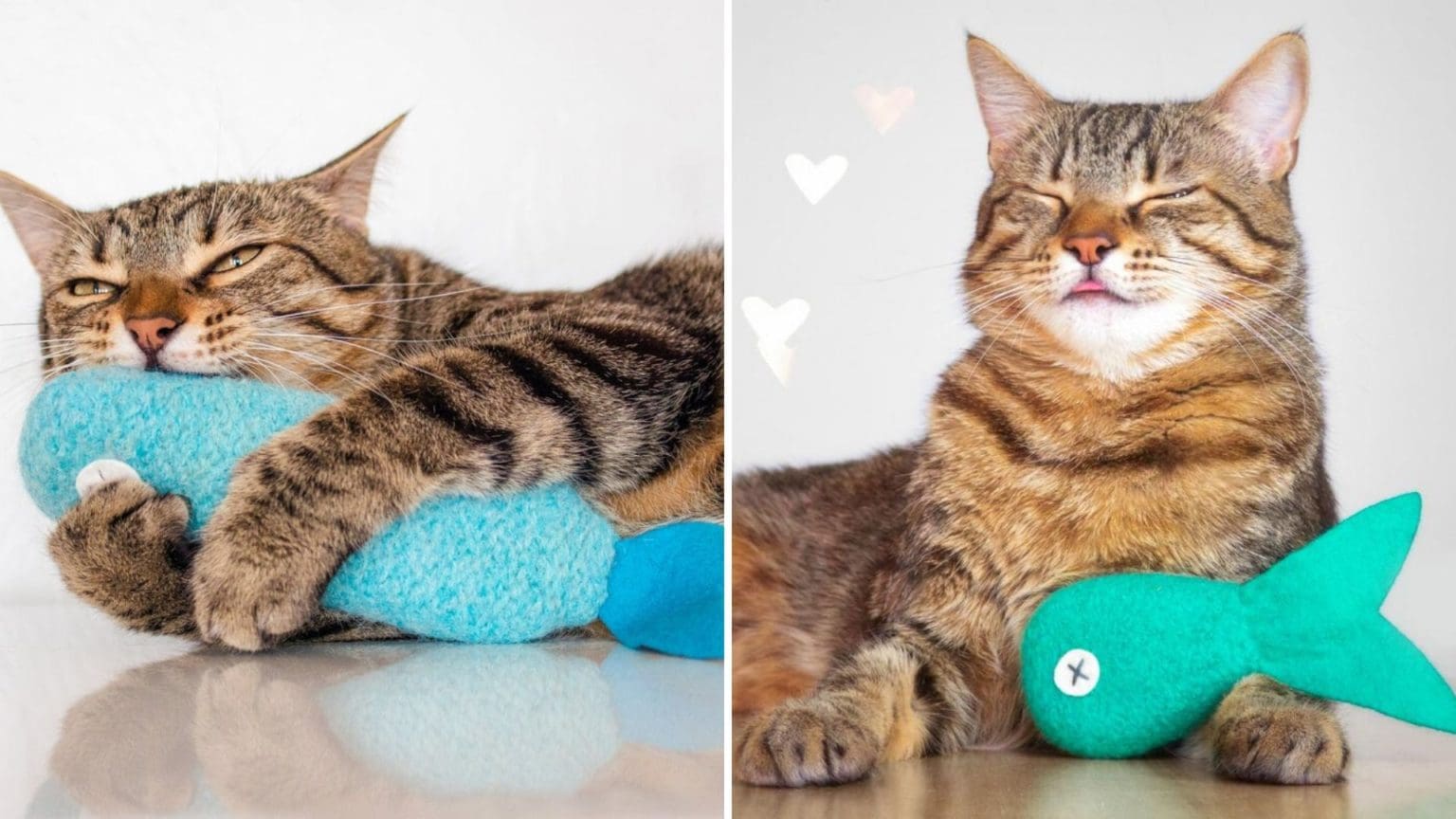 The Best Catnip Toys Top Catnip Cat Toys for Indoor Cats