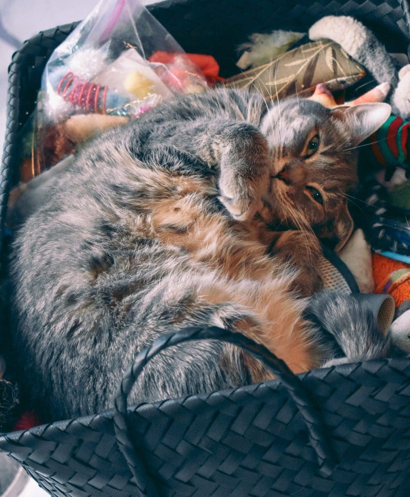 Cat Mom Life: The Best Catnip Toys