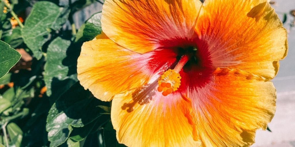 Hibiscus, photo by Christine Csencsitz

Looking for ways to practice mindfulness at home? Learn about meditative activities you can do at home that aren’t traditional meditation here!