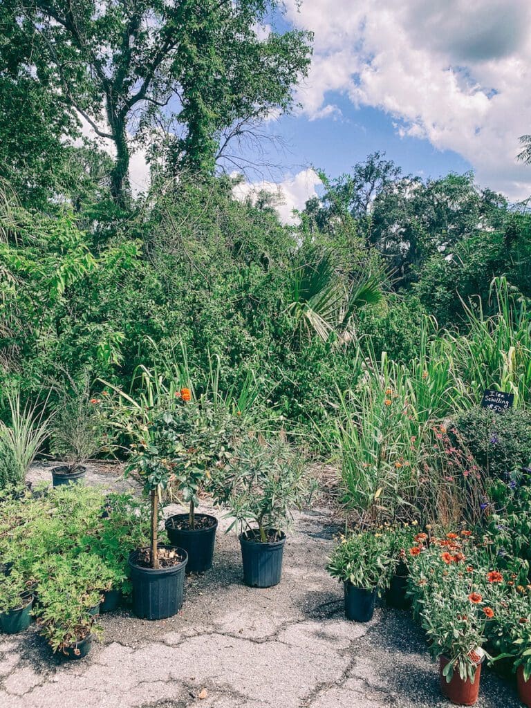 Outdoor plants available at The Heavy