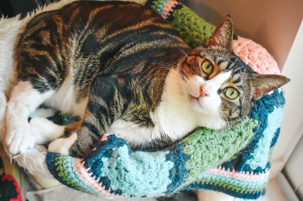 Critter Crafting specializes handmade crochet pet blankets for cats and small dogs. Read up on Cat Mat FAQ and learn more about my cozy pet blankets here!