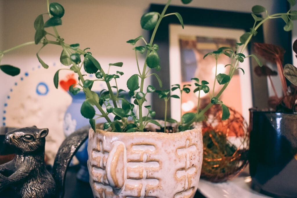 Decorating the Home with Cute Little Plant Pots Cats & Coffee Home