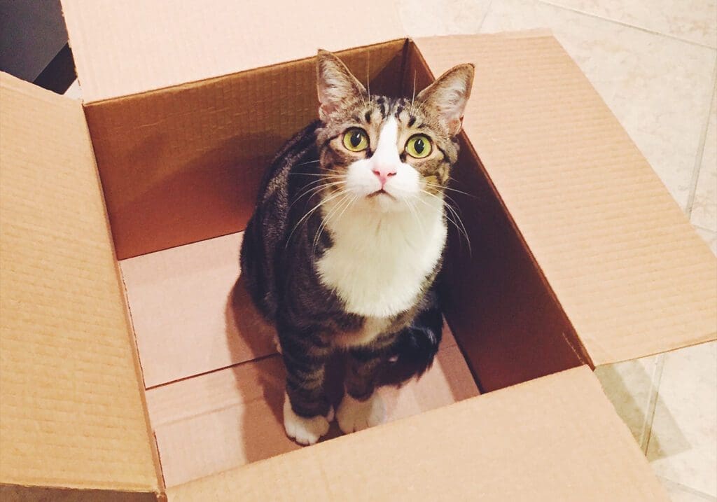 Moving with Cats: Advice & Insights