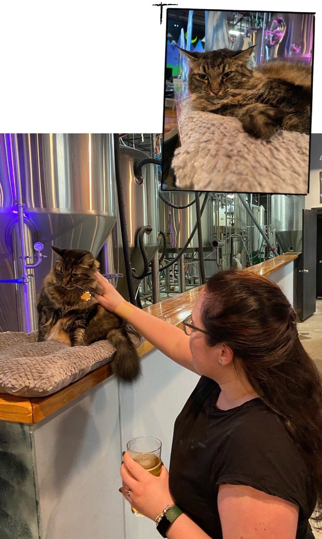 81 Bay Brewing Co. - Brewery Cat Mittens