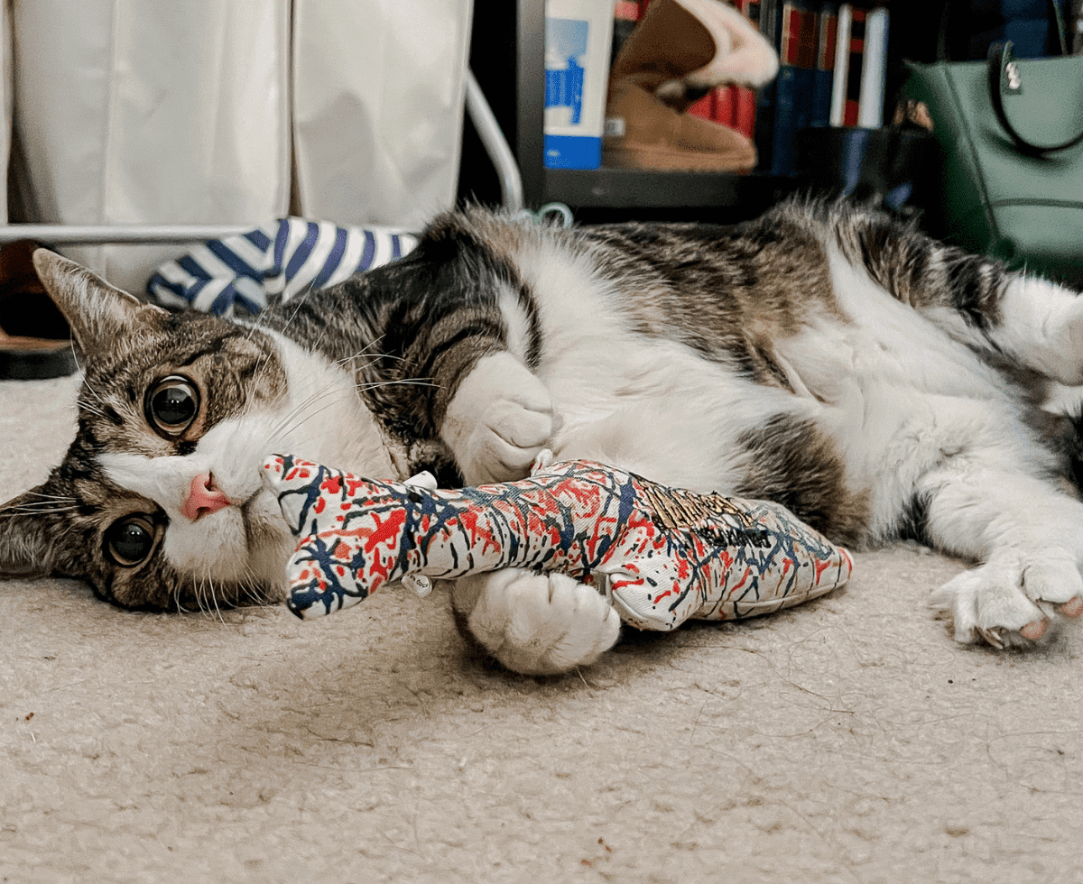Tabby Cat Louis with a Catnip Fish Toy