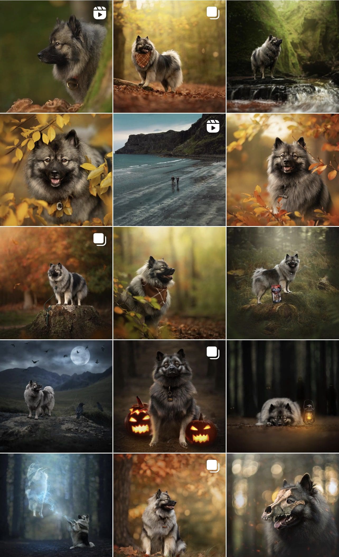 Keira the Keeshond on Instagram
