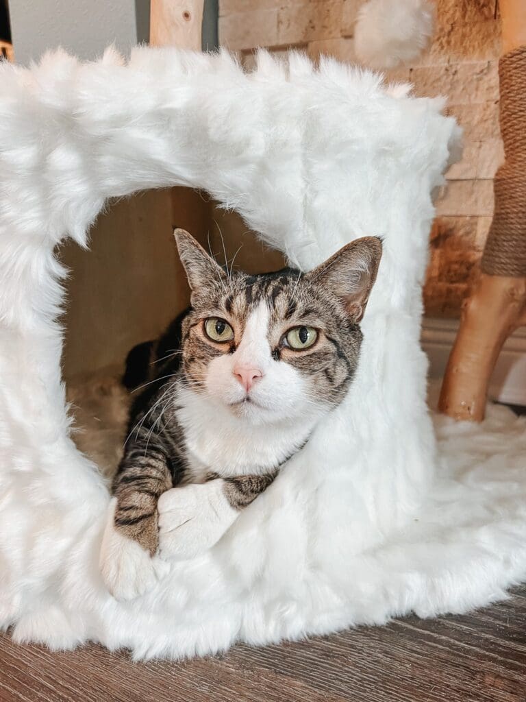 The Cento Cat Tree from Mau Pets