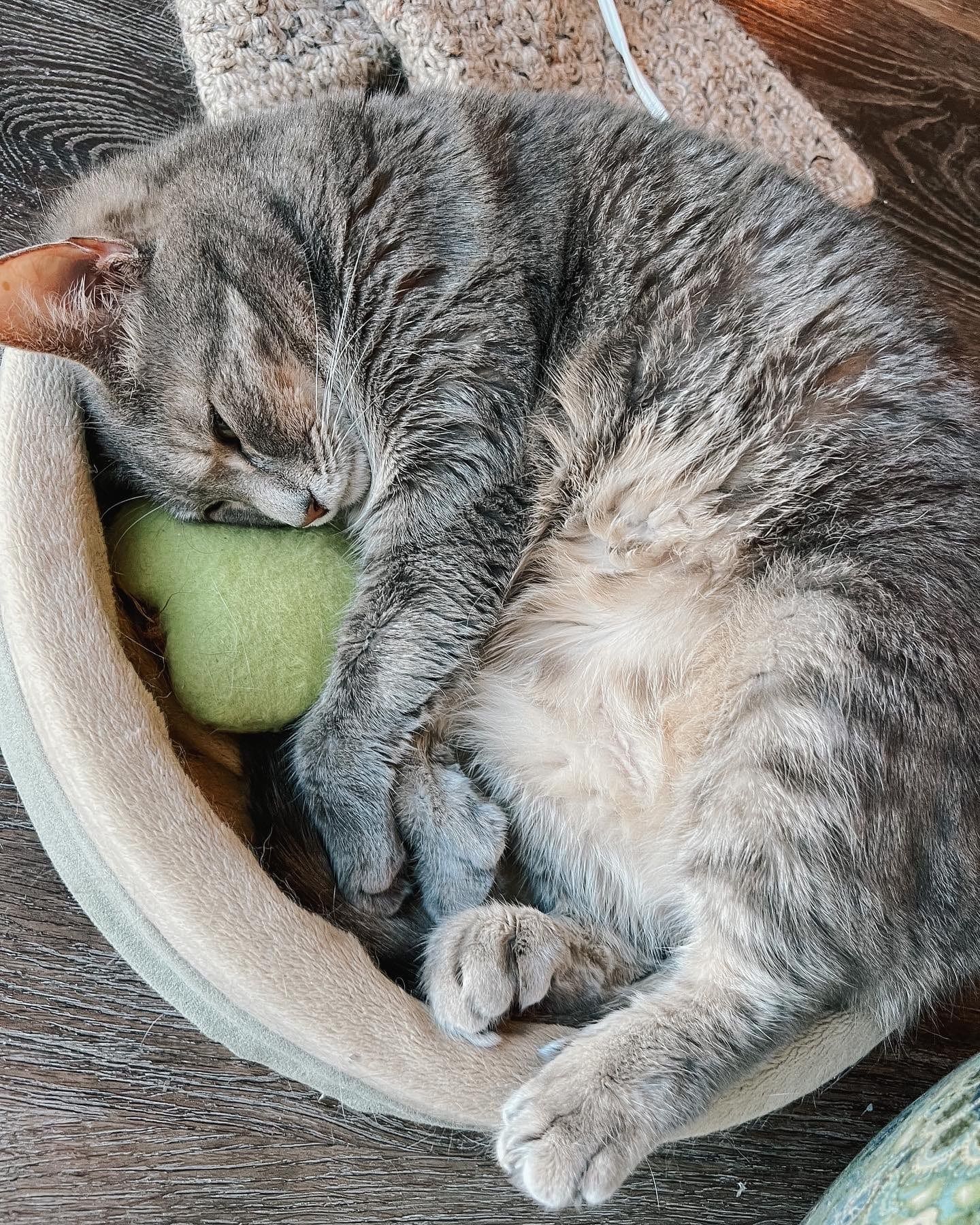 The Best Heated Cat Bed - Warming Pet Beds for Cats