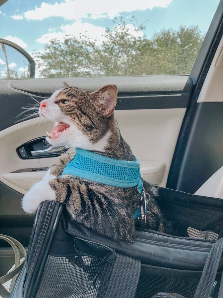 Car travel with cats