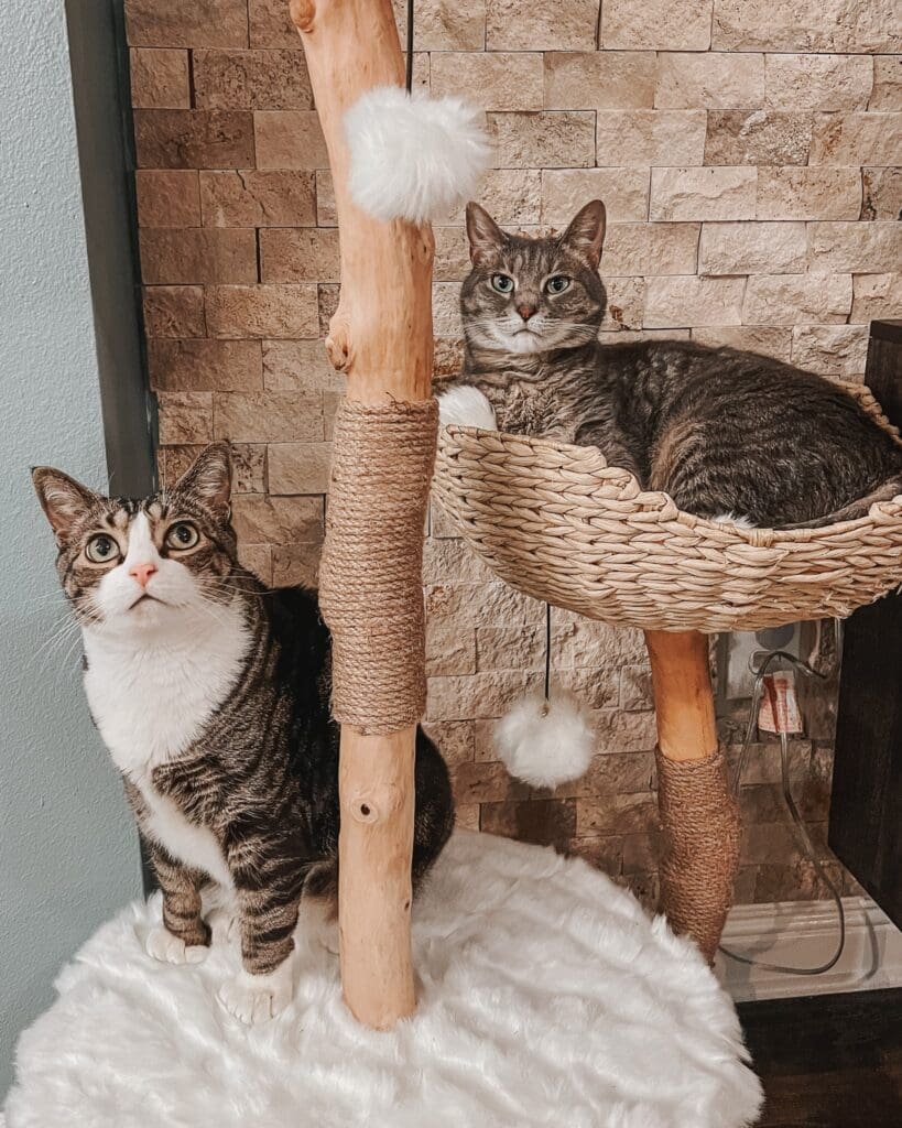 Cat Care Guide - Cat Tree Recommendation
