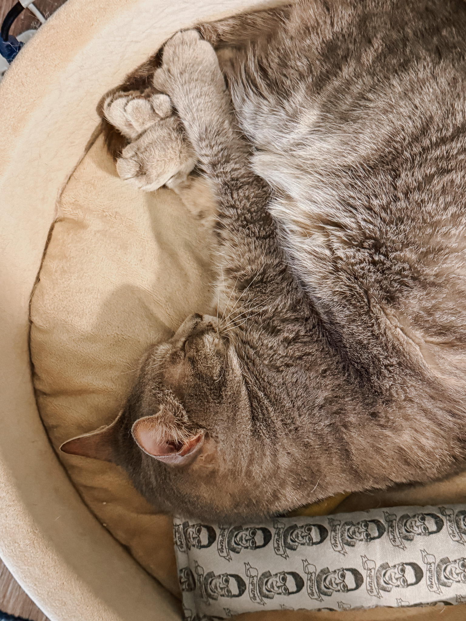 Heated-Cat-Bedwebp - Cats & Coffee