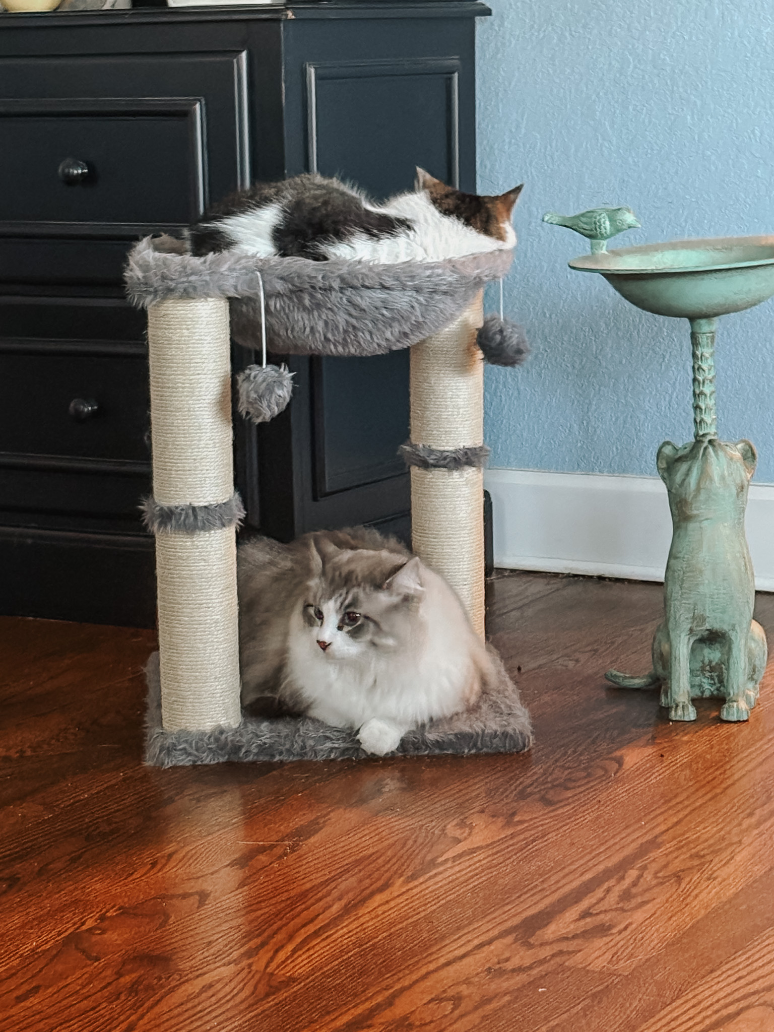 The-Best-Cat-Bed-Pet-Beds-That-Cats-Actually-Use-2webp - Cats & Coffee Best Elevated Cat Bed: Frisco Faux Fur Cat Sling