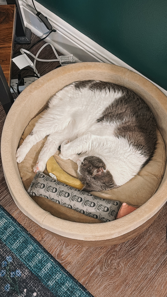 The-Best-Cat-Bed-Pet-Beds-That-Cats-Actually-Use-3webp - Cats & Coffee