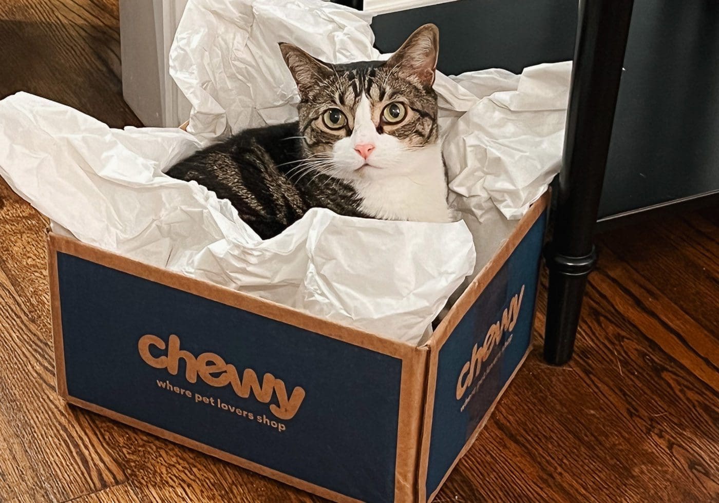 My Monthly Chewy Order