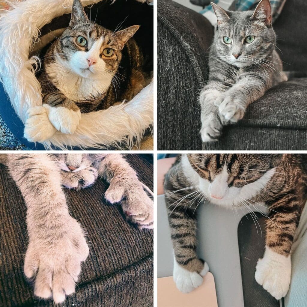 Examples of Polydactyl Cats