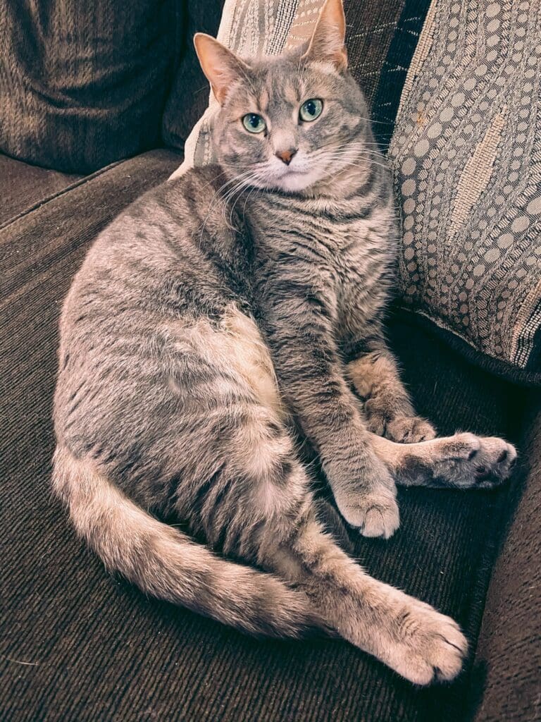 Olivia polydactyl cat