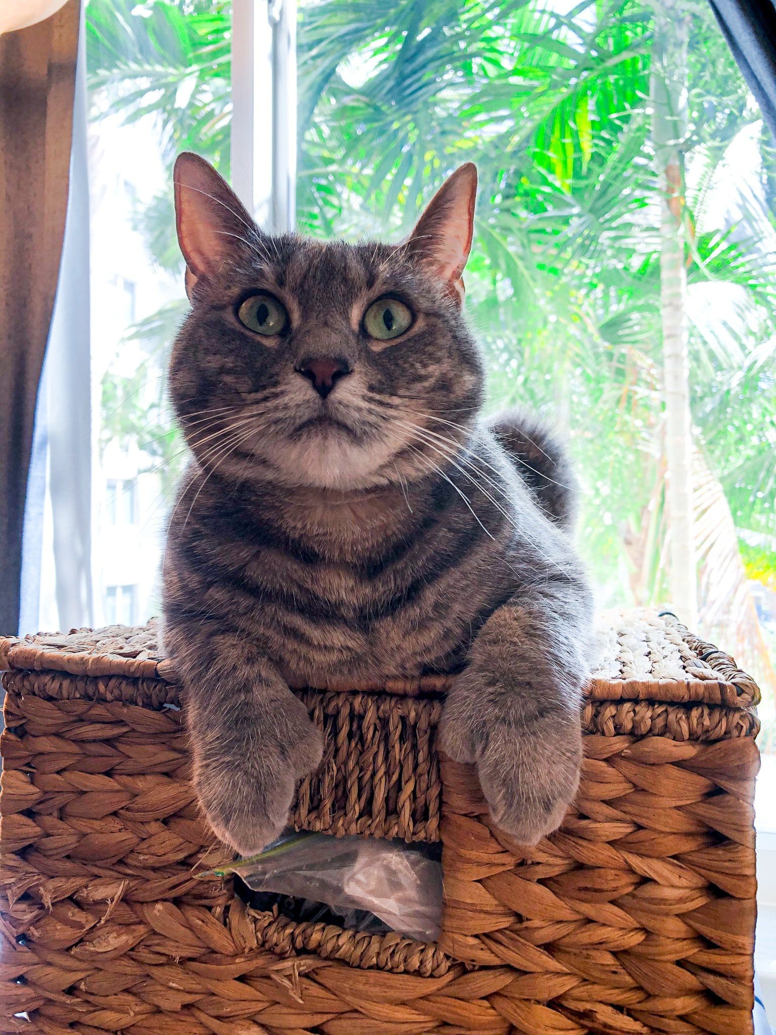 Gray tabby cat on a whicker basket box