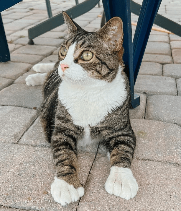 brown and white tabby cat on a patio